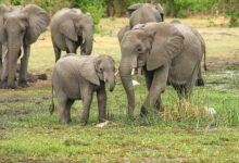 Child Elephant Has World Cup Fever - Video