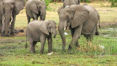 Child Elephant Has World Cup Fever - Video