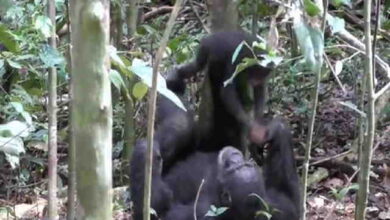 A chimpanzee plays with his baby, It's a good moment of voluptuous comfort