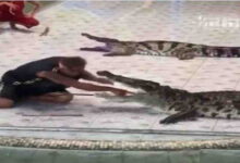 A performance with live crocodiles doesn't end well