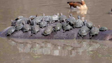 Dozens of turtles had ambushed a giant hippopotamus when he made a little dive