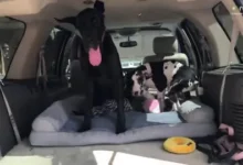 Ellie the Great Dane Teaches Young Mikey the Art of Safe Truck Climbing