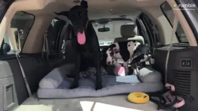 Ellie the Great Dane Teaches Young Mikey the Art of Safe Truck Climbing